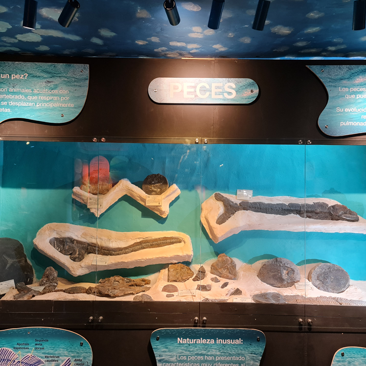 cipaleo15Carrousel